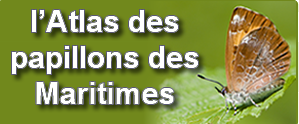 Maritimes Butterfly Atlas Website Button