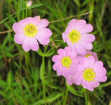 Sabatia kennedyana